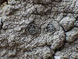 Image of crater lichen