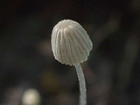 صورة Coprinellus