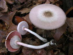 Image of Agaricus leptocaulis Kerrigan 2016