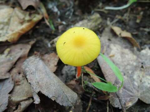 Image de Hygrocybe parvula (Peck) Murrill 1916