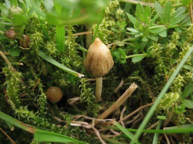 Plancia ëd Psilocybe semilanceata (Fr.) P. Kumm. 1871