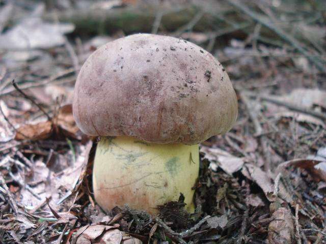 Image de Butyriboletus brunneus (Peck) D. Arora & J. L. Frank 2014