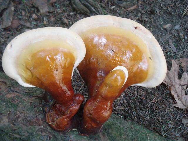 Image of Ganoderma tsugae Murrill 1902