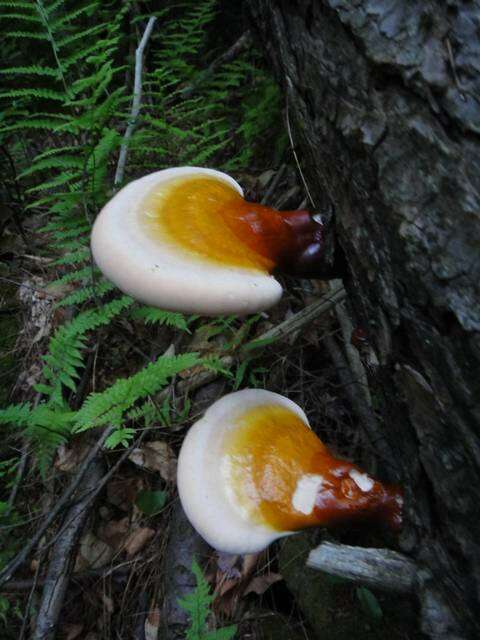 Image of Ganoderma tsugae Murrill 1902