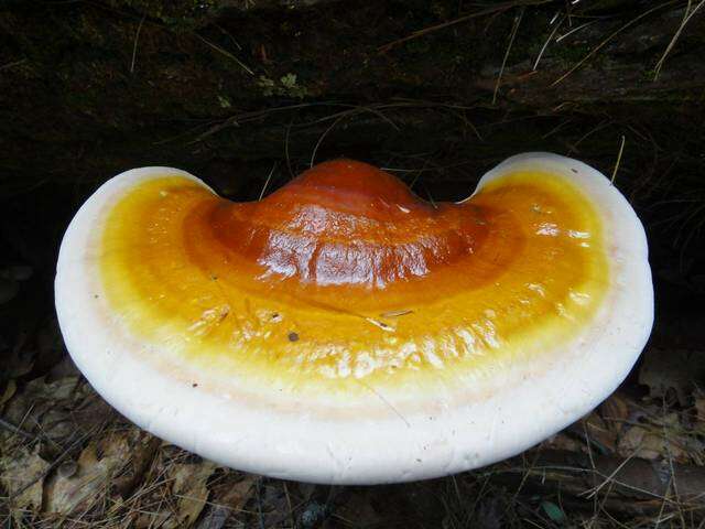 Image of Ganoderma tsugae Murrill 1902