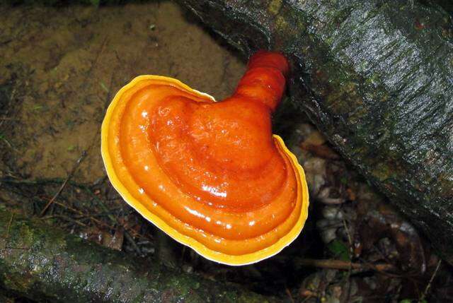 Image of Ganoderma tsugae Murrill 1902