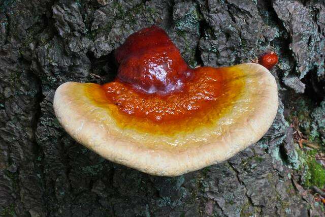 Image of Ganoderma tsugae Murrill 1902