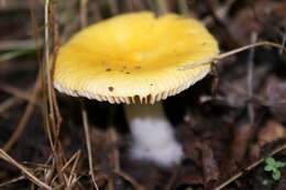 صورة Russula risigallina (Batsch) Sacc. 1915