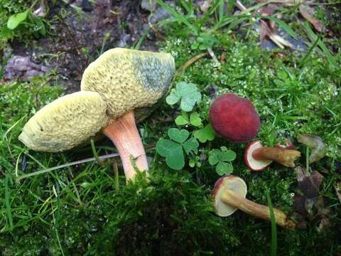 Image de Hortiboletus