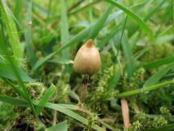 Plancia ëd Psilocybe semilanceata (Fr.) P. Kumm. 1871