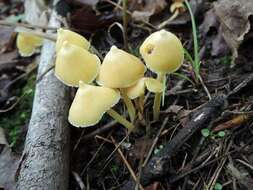 Image of Entoloma murrayi (Berk. & M. A. Curtis) Sacc. 1899