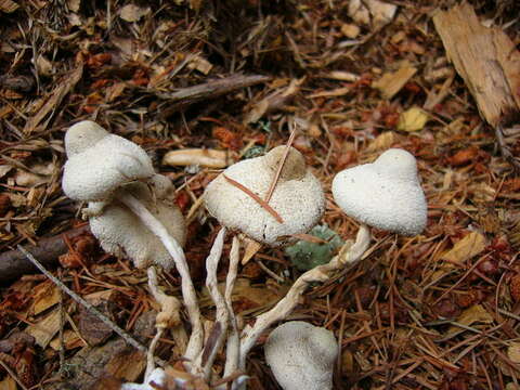 Image of Leucocoprinus