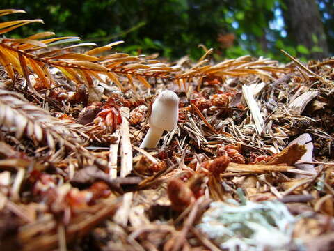 Image of Leucocoprinus