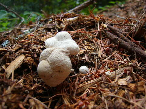 Plancia ëd Leucocoprinus