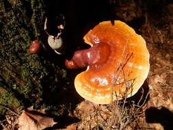 Image of Ganoderma tsugae Murrill 1902