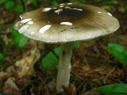 Image of Cleft-footed Amanita