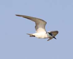 Image of Whiskered Tern