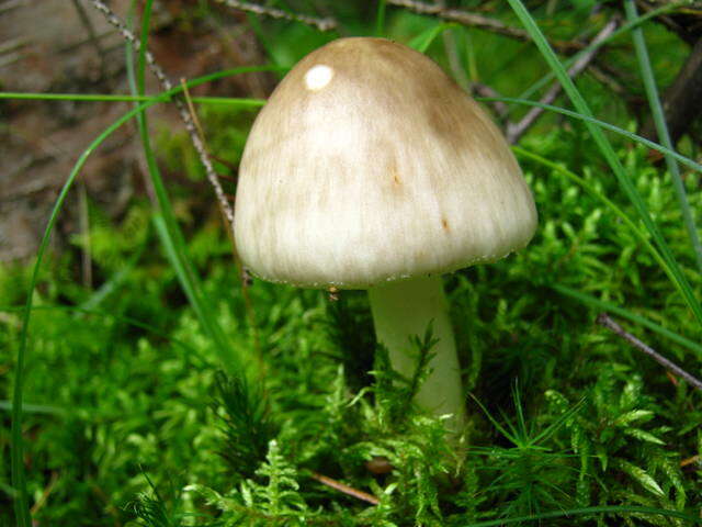 Image of Cleft-footed Amanita