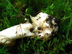 Image of Cleft-footed Amanita