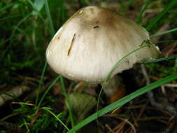 Image of Cleft-footed Amanita