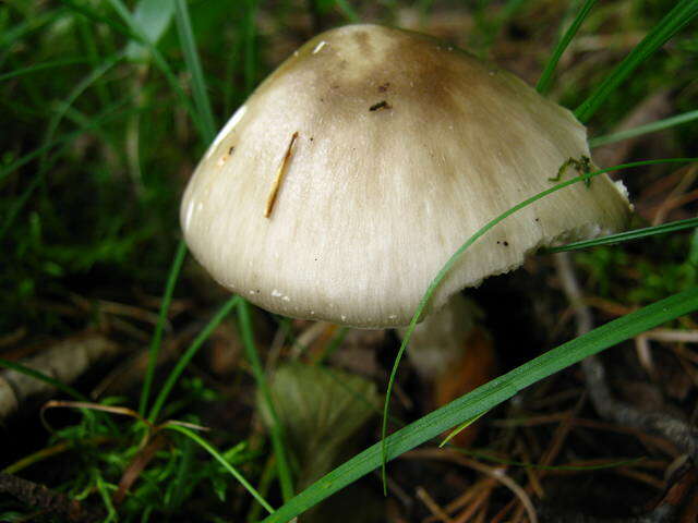 Image of Amanita brunnescens G. F. Atk. 1918