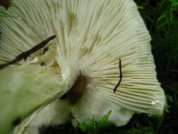 Image of Cleft-footed Amanita