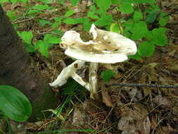 Image of Cleft-footed Amanita