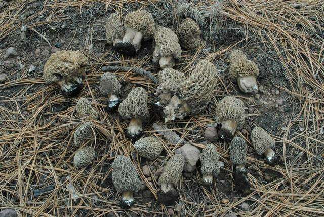 Plancia ëd Morchella tomentosa M. Kuo 2008