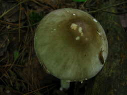 Image of Cleft-footed Amanita