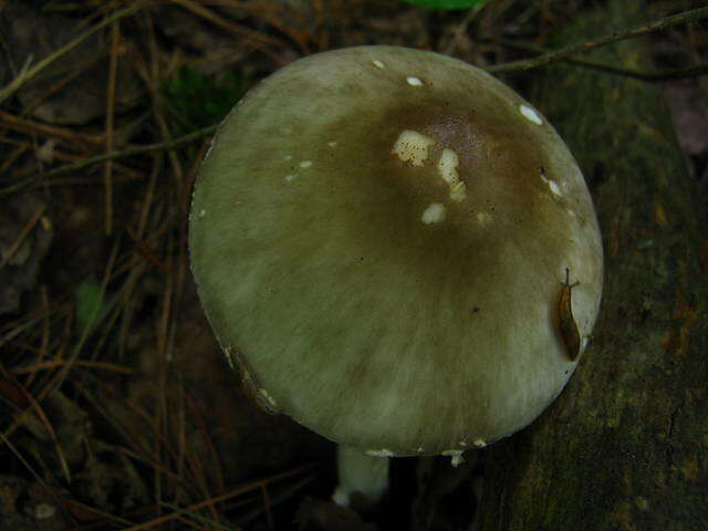 Image of Amanita brunnescens G. F. Atk. 1918