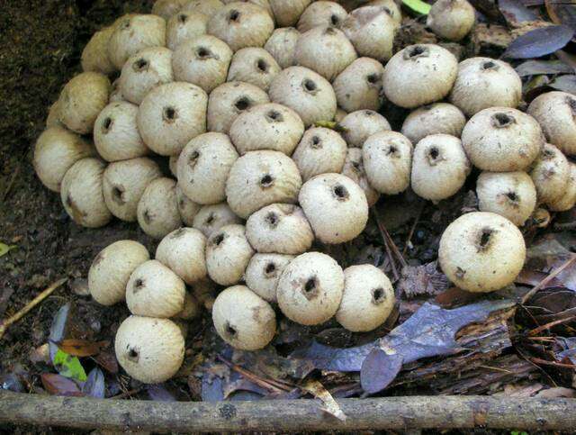 Imagem de Lycoperdon