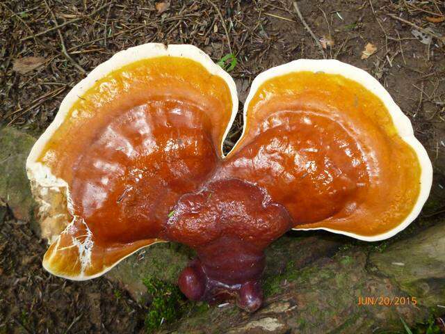 Image of Ganoderma tsugae Murrill 1902