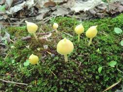 Image of Entoloma murrayi (Berk. & M. A. Curtis) Sacc. 1899