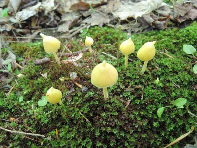 Image of Entoloma murrayi (Berk. & M. A. Curtis) Sacc. 1899