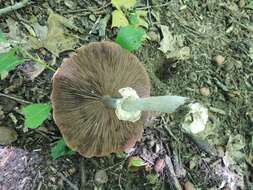 Image of Agaricaceae