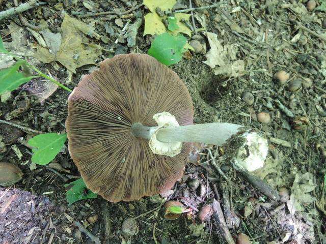 Sivun Agaricaceae kuva