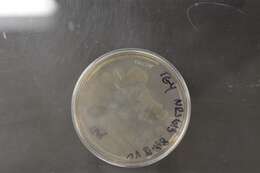 Image de Bacillus