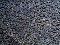 Image of Blackthread lichen