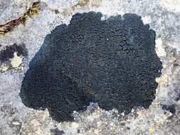 Image of Blackthread lichen