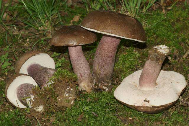 Imagem de Tylopilus plumbeoviolaceus (Snell & E. A. Dick) Snell & E. A. Dick 1941