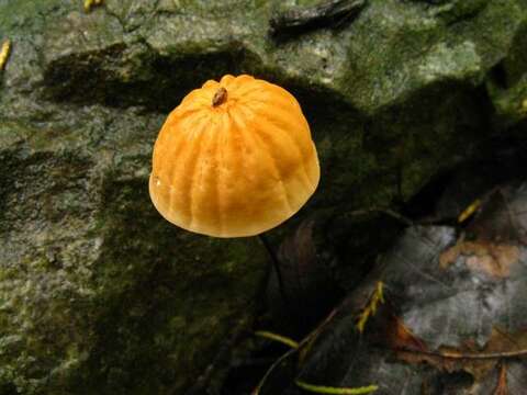 Image of Marasmius