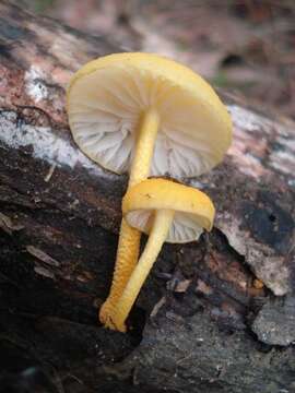 Image of Cyptotrama