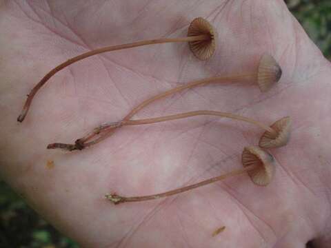 Plancia ëd Mycena sanguinolenta (Alb. & Schwein.) P. Kumm. 1871