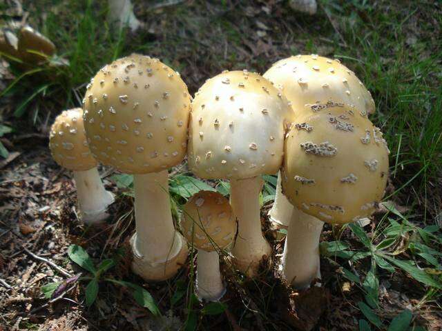 Image of Amanita velatipes G. F. Atk. 1900