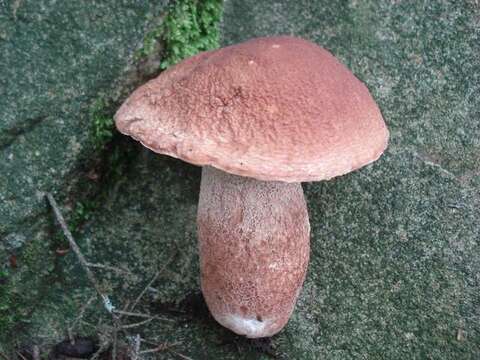 Sivun Boletus subcaerulescens (E. A. Dick & Snell) Both, Bessette & A. R. Bessette 2000 kuva