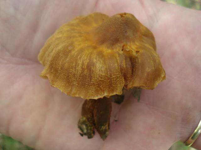 Image of Phaeomarasmius