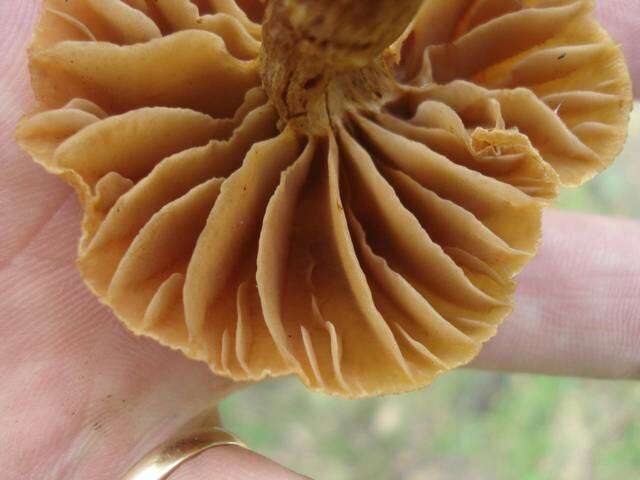 Image of Phaeomarasmius