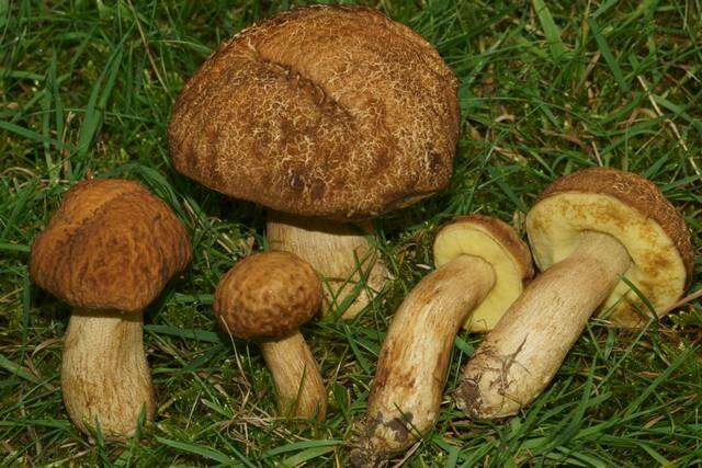 Image of Leccinum rugosiceps (Peck) Singer 1945