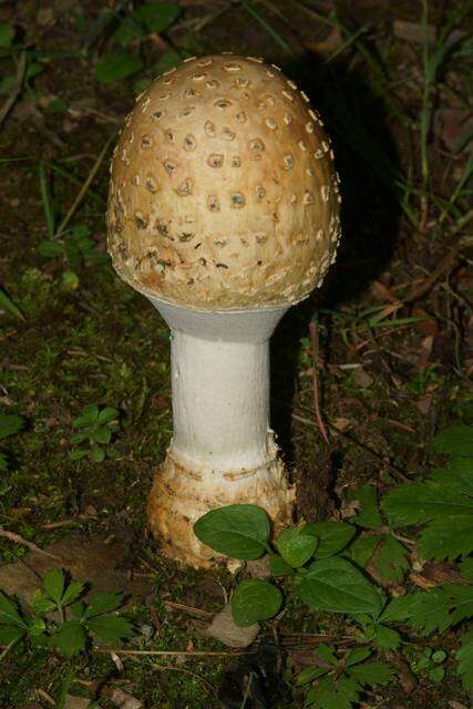 Image of Amanita velatipes G. F. Atk. 1900