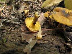 Image of Cantharellus appalachiensis R. H. Petersen 1971